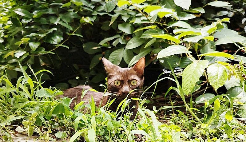 August 2025 News from PuRR Project Puerto Vallarta August 2025 News from PuRR Project Puerto Vallarta