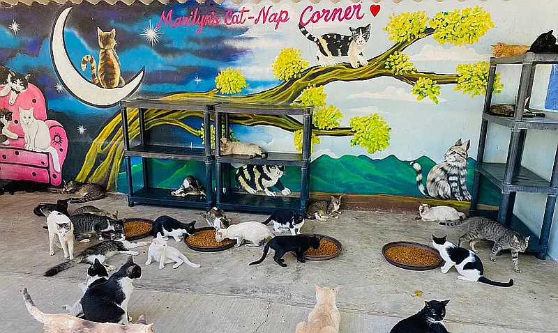 August 2026 News from PuRR Project Puerto Vallarta