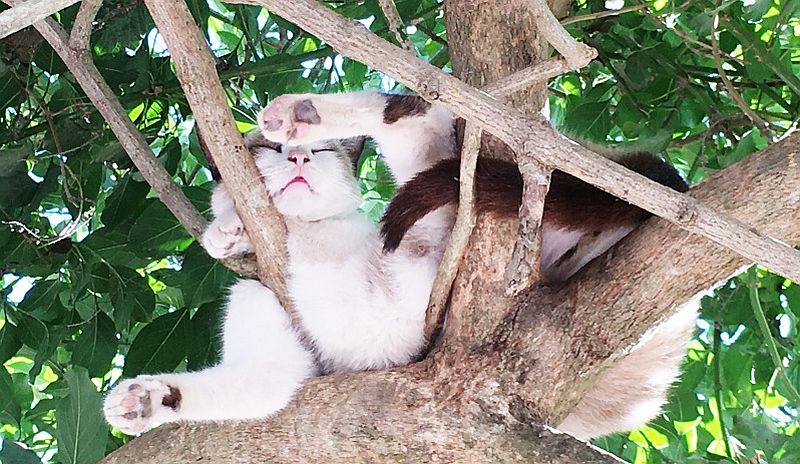 PuRR Project Puerto Vallarta December 2025 News PuRR Project Puerto Vallarta December 2025 News