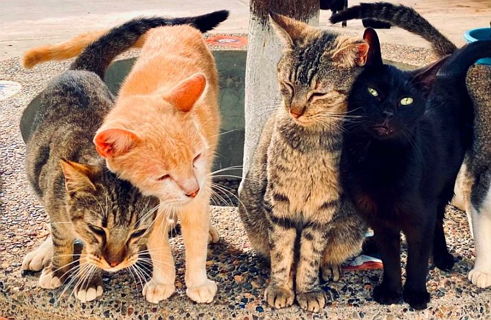 February 2022 News from PuRR Project Puerto Vallarta February 2022 News from PuRR Project Puerto Vallarta