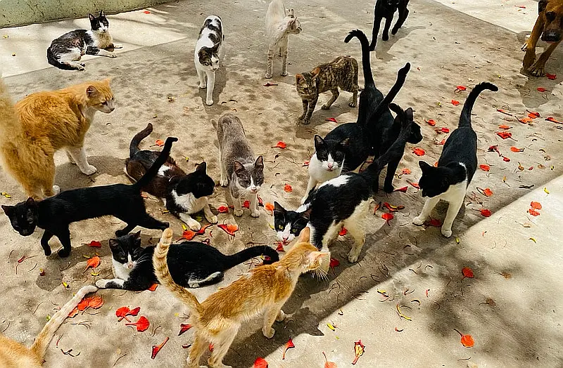 PuRR Project Puerto Vallarta October 2026 News