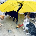 PuRR-July-2022