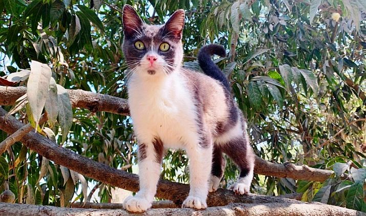 July News from Puerto Vallarta’s PuRR Project Shelter