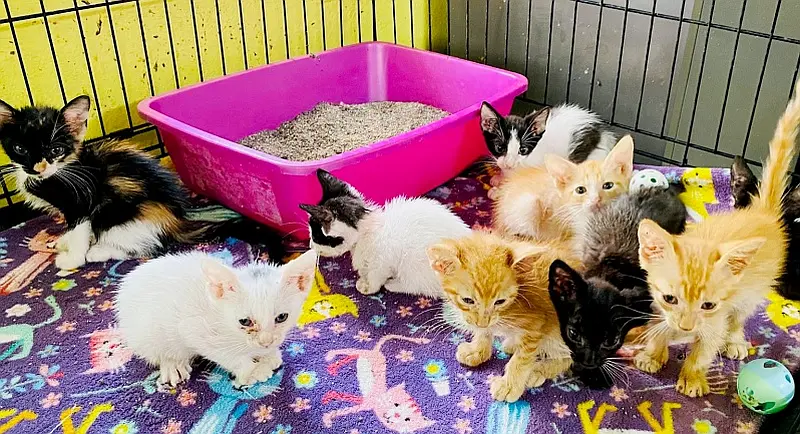 PuRR Project Puerto Vallarta July 2026 News