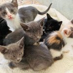PuRR-June-2022