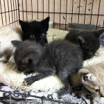 PuRR-June-2024