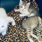 PuRR-June-2025