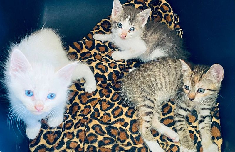 June 2025 News from PuRR Project Puerto Vallarta