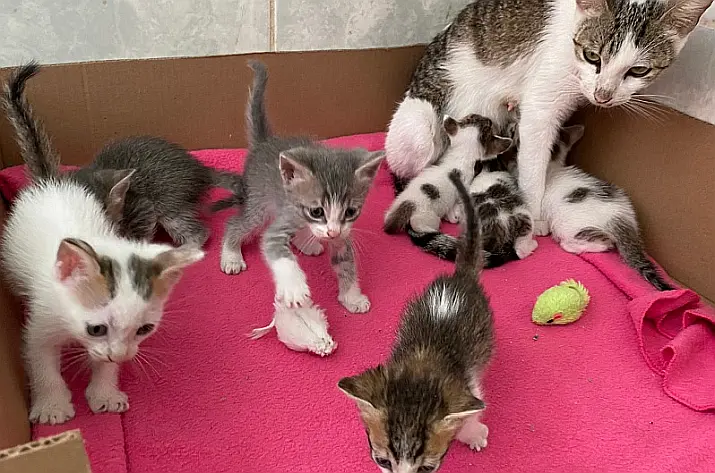 June 2026 News from PuRR Project Puerto Vallarta