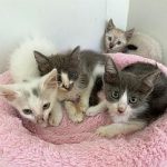 PuRR-Kittens-Aug