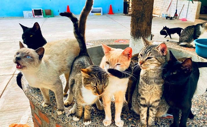 March 2025 PuRR Project Puerto Vallarta News & Events