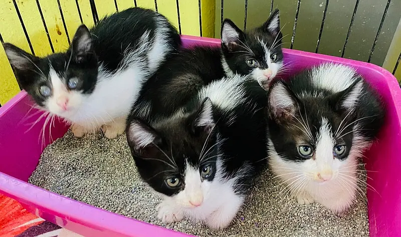 March 2026 News from PuRR Project Puerto Vallarta