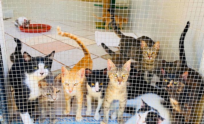 PuRR Project Puerto Vallarta May News and Events PuRR Project Puerto Vallarta May News and Events