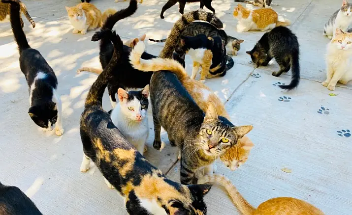 May 2026 News from PuRR Project Puerto Vallarta