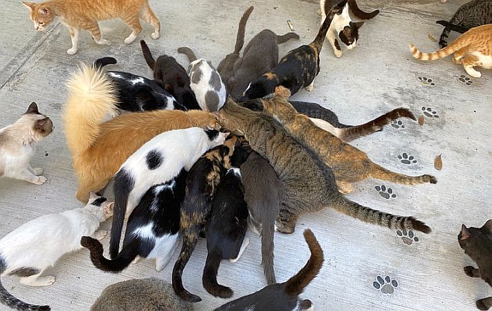 November 2022 News from PuRR Project Puerto Vallarta November 2022 News from PuRR Project Puerto Vallarta