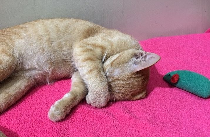 PuRR Project Puerto Vallarta November 2025 News PuRR Project Puerto Vallarta November 2025 News