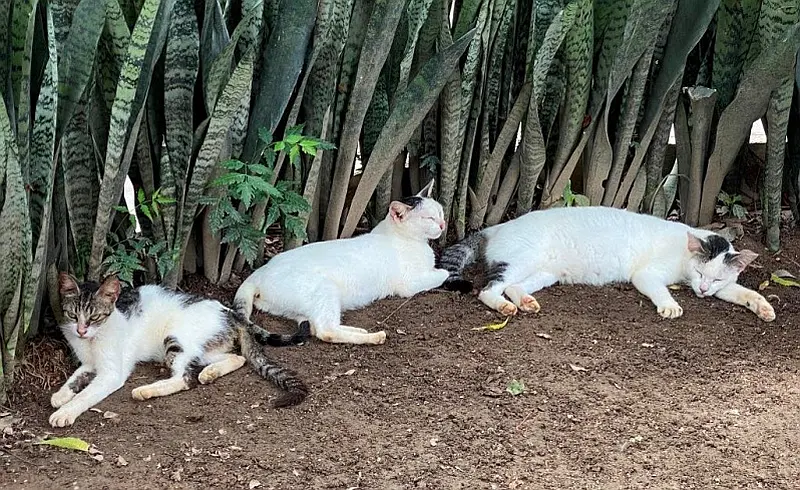 PuRR Project Puerto Vallarta November 2026 News PuRR Project Puerto Vallarta November 2026 News
