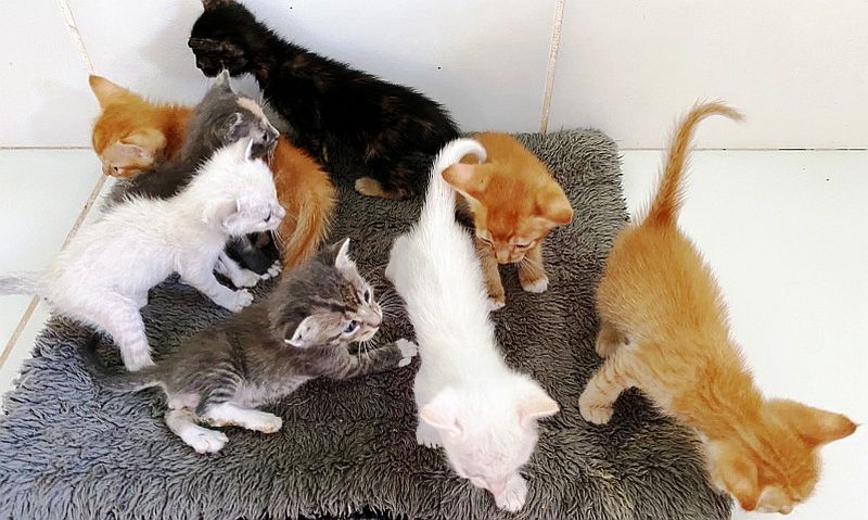 October 2025 News from PuRR Project Puerto Vallarta
