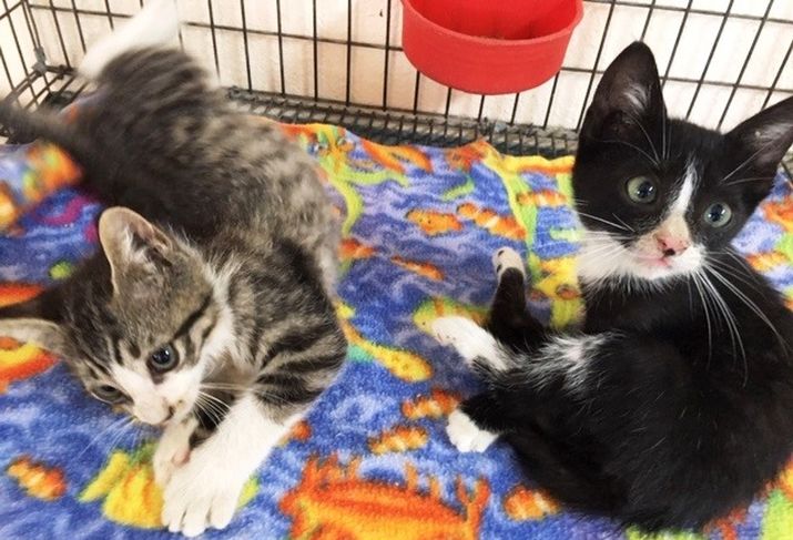 September 2025 News from PuRR Project Puerto Vallarta September 2025 News from PuRR Project Puerto Vallarta