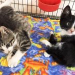 PuRR-kittens