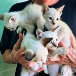 PuRR-nursery