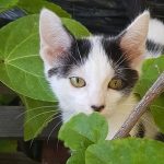 PuRRKittenTree