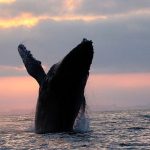 PuertoVallartaWhaleWatching