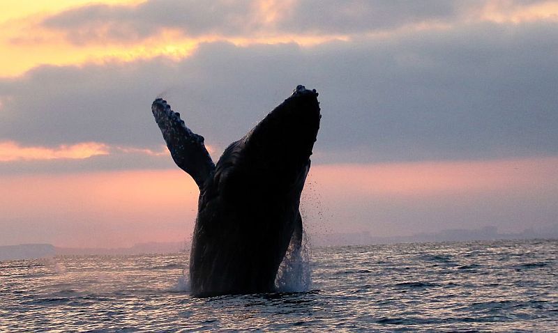 Whale Watching Season Underway in Puerto Vallarta