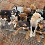 PuppyParadise