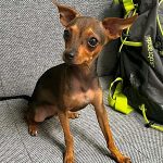 RescuedChihuahua
