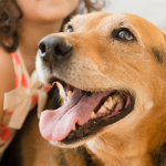 Responsible-Pet-Ownership