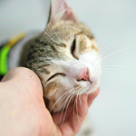 Responsible-Pet-Ownership2