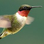 Ruby-throated-hummingbird