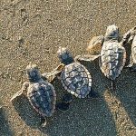 Sea-Turtle-Hatchlings