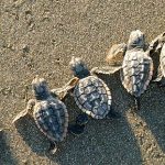 Sea-Turtle-Hatchlings
