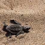 SeaTurtleConservation