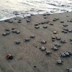 SeaTurtleConservation