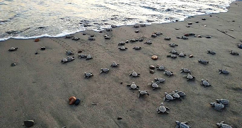 Jalisco Coast Declared Protected Area for Sea Turtle Conservation