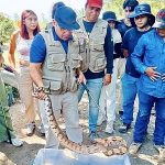 SnakeHandling
