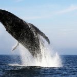 Swim4Whales