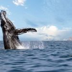 SwimmingForWhales