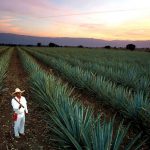 Tequila-Paisaje-Agavero