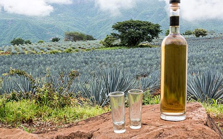 Tequila Production and Exports Report Growth in First Half of 2023