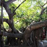 Tree-Isla-Cuale