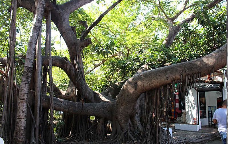 Protect Vallarta’s Natural Legacy: Nominate a Heritage Tree Today Protect Vallarta’s Natural Legacy: Nominate a Heritage Tree Today