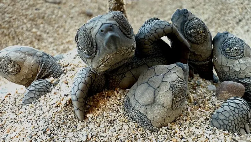 Navy Rescues 108 Sea Turtle Hatchlings on Los Muertos Beach