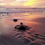 TurtleSeasonPV