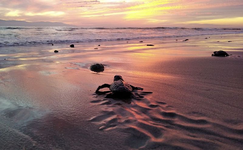 Summertime is Turtle Time on the Beaches of Puerto Vallarta