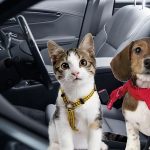 UberPet