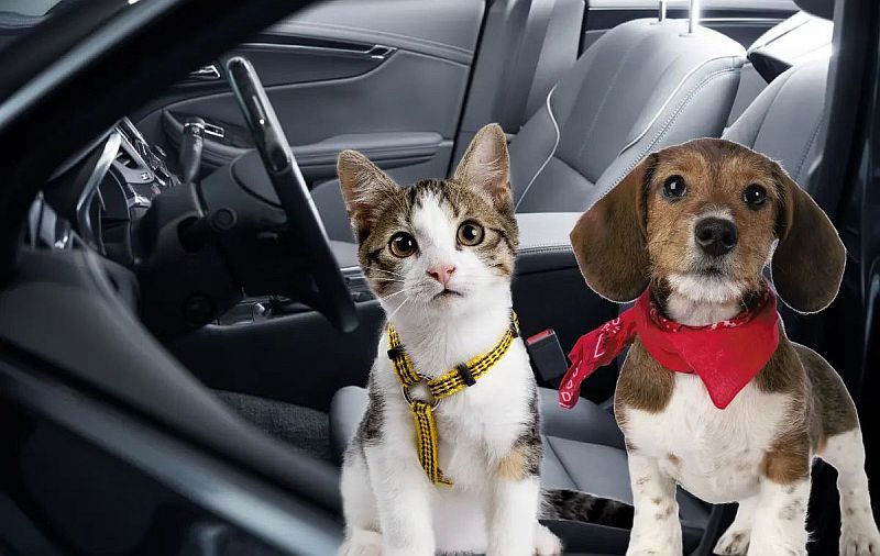 Paw-some News! Uber Pet Now Available in Guadalajara Paw-some News! Uber Pet Now Available in Guadalajara